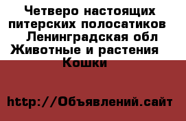 Четверо настоящих питерских полосатиков. - Ленинградская обл. Животные и растения » Кошки   